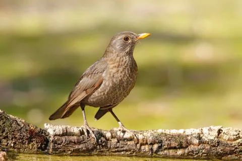 Blackbird Stock Photos