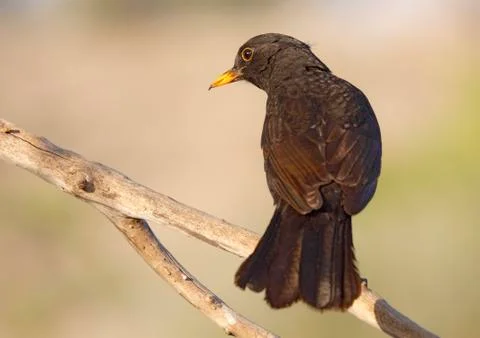 Blackbird Stock Photos