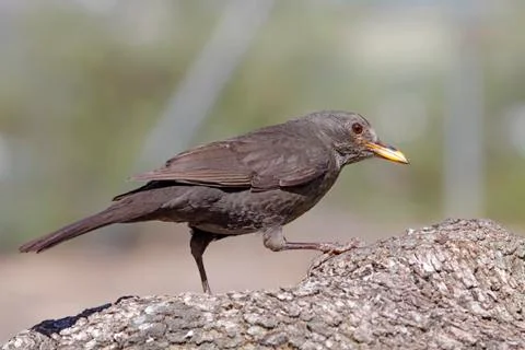 Blackbird Stock Photos