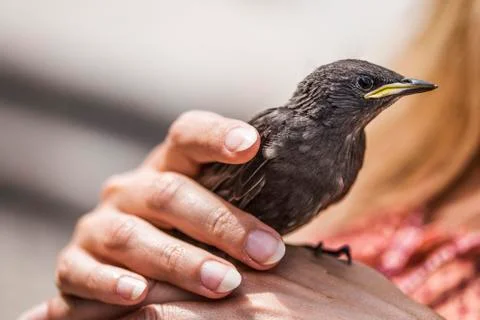 Blackbird Stock Photos