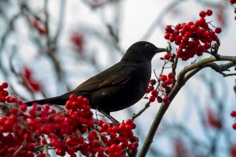 Blackbird Foto stock