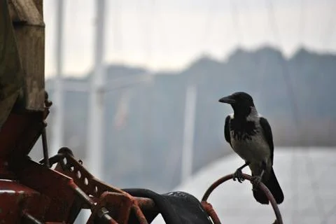 Blackbird Fotos de archivo