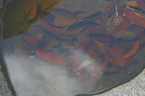BlackBird Stock Photos