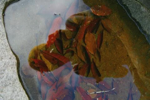 BlackBird Stock Photos