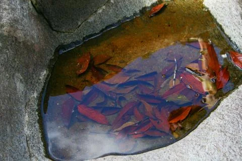 BlackBird Stock Photos