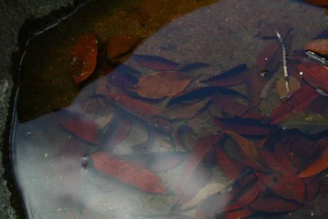 BlackBird Stock Photos