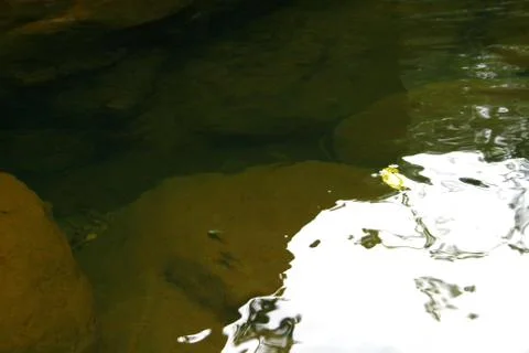 BlackBird Stock Photos