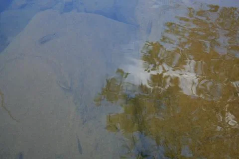 BlackBird Stock Photos