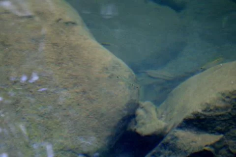 BlackBird Stock Photos