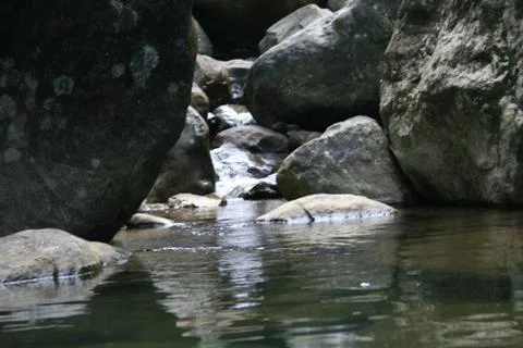 BlackBird Stock Photos