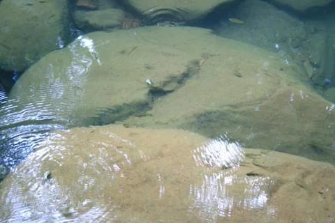 BlackBird Stock Photos