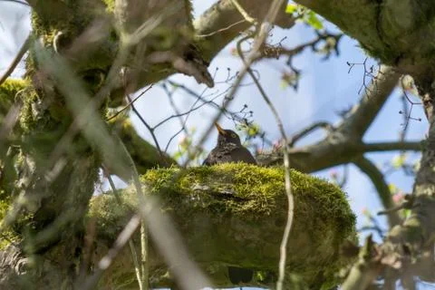 Blackbird Stock Photos