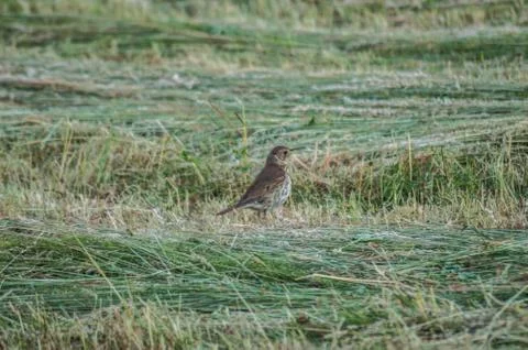 Blackbird Stock Photos