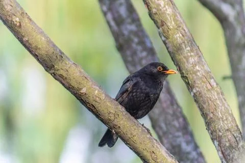 Blackbird Stock Photos