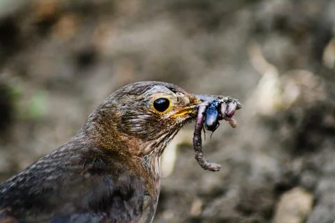 Blackbird Stock Photos