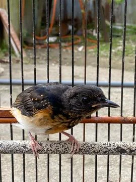 Blackbird Stock Photos