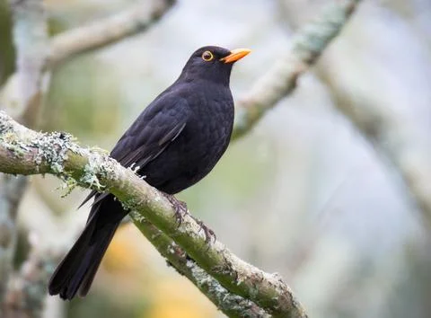 Blackbird Stock Photos