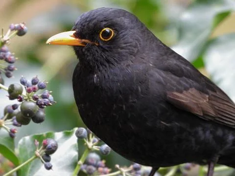 Blackbird Stockfoto's