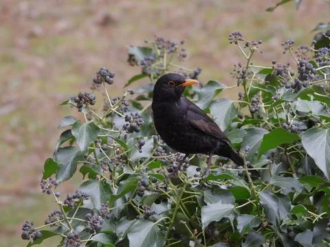 Blackbird Stockfoto's