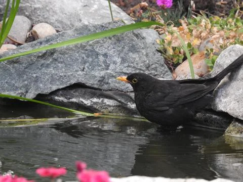 Blackbird in pond Stock Photos