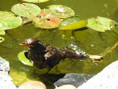 Blackbird in pond Stock Photos