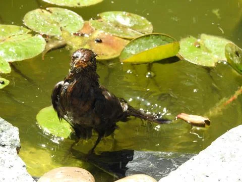 Blackbird in pond Stock Photos