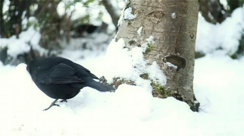 Blackbird Poops in the Snow Stock Footage 710077