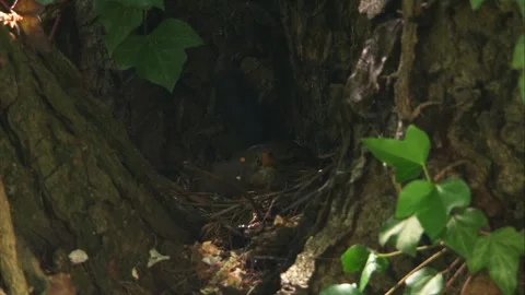 Blackbird preening feathers while sitting on nest in tree during breeding season Stock Footage 324035666