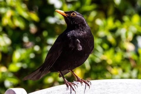 Blackbird in profile 写真素材
