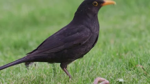 Blackbird Pulls Worm While Holding Insect Stock Footage 340246435