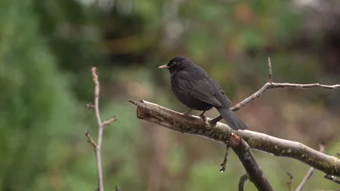 Blackbird resting on a branch. it's raining in the background Stock Footage 259317485