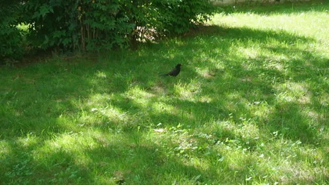 Blackbird running on lawn Stock Footage