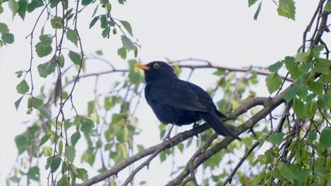 Blackbird singing from branch Stock Footage 272350499