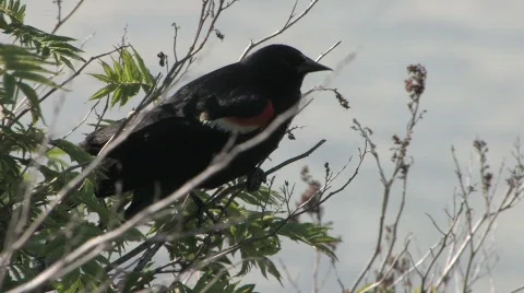 Blackbird Singing 動画素材 653242