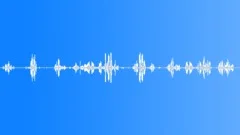 Blackbird SingingSound Effect
