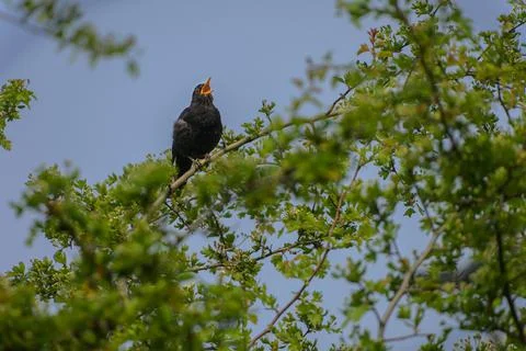 Blackbird singing in a tree Stock Photos