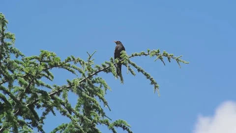 Blackbird singing on the tree, source audio Stock Footage 135232932