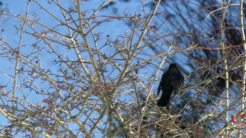 A blackbird sits in the bare branches of a wintry tree and flies away Stock Footage 148479966