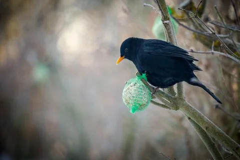 Blackbird sits on a branch and eats food from a tit dumpling Stock Photos
