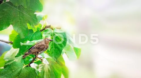 Blackbird sits on a branch of figs. Crop pests of trees and shrubs. Backgroun Stock Photos