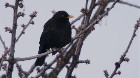 Blackbird sits on a branch in winter Stock Footage 294769902