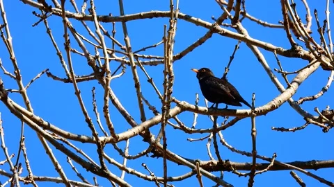 Blackbird sits on the branches of a tree and sings against the blue sky. Stock Footage 204795918