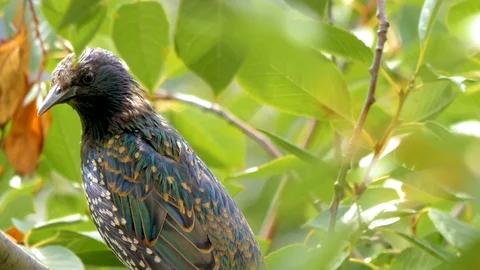 Blackbird sits in the branches of a tree. close up Stock-Footage 114426076