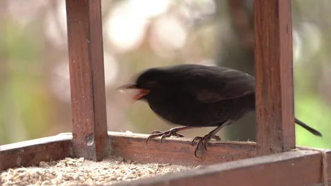The blackbird sits in the feeder and eats grains Stock Footage 260555167