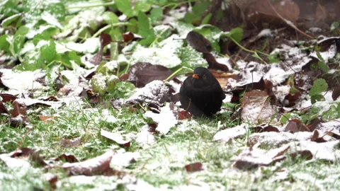 A blackbird sits on a snow Stock Footage 260542052