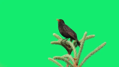 Blackbird sits at the top of a coniferous tree on a green background Stock Footage 220773225