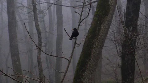 A blackbird sits on a tree branch in the forest during fog Stock Footage 195806605