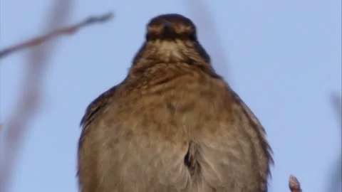 Blackbird sits in the tree in winter and preens itself Stock Footage 294770140