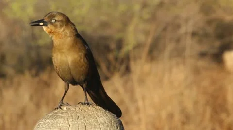 Blackbird sitting 1 스톡 동영상 22012636