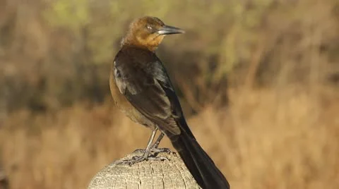 Blackbird sitting 2 스톡 동영상 22012311